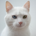 heterochromaticcats avatar