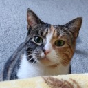 hexagonhoneybee avatar