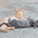 hey-im-not-human avatar