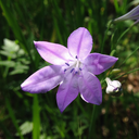 heybrodiaea avatar