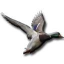 heyduckscanfly avatar