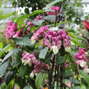 heygreenwitch avatar