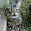 heylookastranger avatar