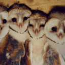 heylookawkwardturtles avatar