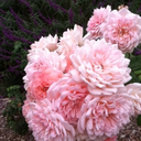 heystudybuddy avatar