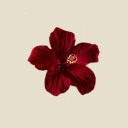 hibiscusberry avatar