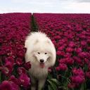 hidden-in-my-own-mind avatar