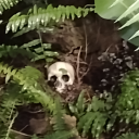 hiddenamongstars avatar