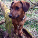 hiddenappalachia avatar