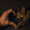 hiddenchaosstuff avatar