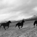 hiddeninsilence avatar