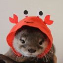 hiddenotter avatar
