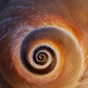 hiddensnail avatar