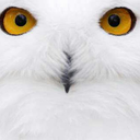 hiddenwhiteowl avatar