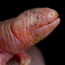 hideyholemole avatar