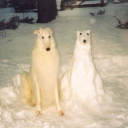 high-functioning-corpse avatar