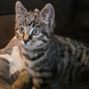 highcroissantboi avatar