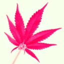 highgirl-life-blog avatar