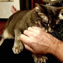 highgradeimbecile avatar