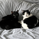 highinthebasement avatar