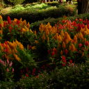 highlycaffeinatedwitch avatar