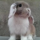 highoncupcakes avatar