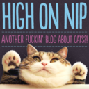 highonnip avatar