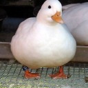 highqualityduck avatar