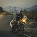 himalayan-raptor avatar