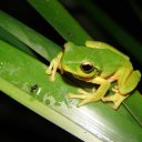 himbomanwhore avatar