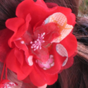 himebotan-blog avatar