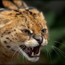 himynameiscatra avatar