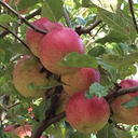 hinkumphinneyduster avatar