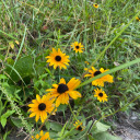 hippie-healthy avatar