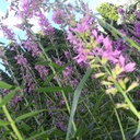 hippiebookwormelf avatar