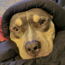 hippiepeiceofshit avatar