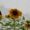 hipsta-please-hd avatar