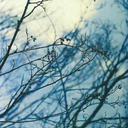 hipstergirl321-blog avatar