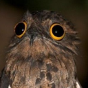 hipstersshallburn avatar