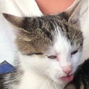 hirochangeplease avatar