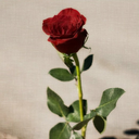 hislittleflower-throughconcrete avatar