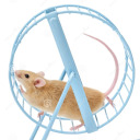 histhingydaily avatar