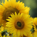 hitchseagle-blog avatar