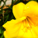 hitherebeautiful avatar