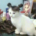 hiver-hanahaki avatar