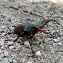 hk-oc-tournament avatar