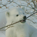 hk-shirokuma avatar