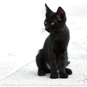 hladnaaunavena avatar