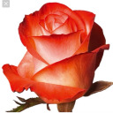 hnyswtgeorgiapeach avatar