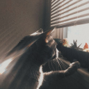 ho11ow-bastion avatar